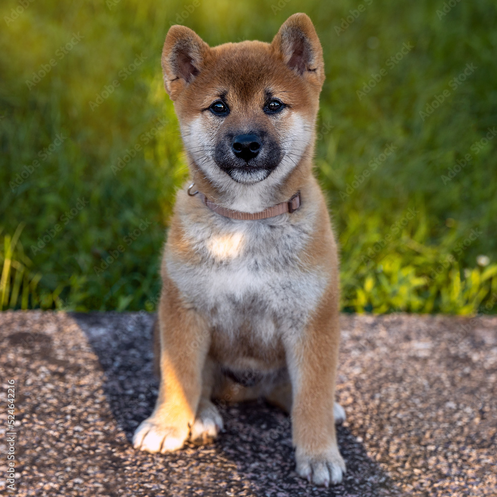 Portrait of a cute puppy. Shiba Inu dog.Green background