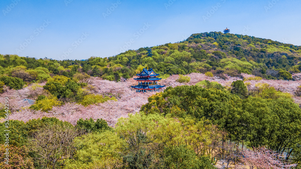 Fototapeta premium Aerial photography of Yuantouzhu scenic spot with cherry blossoms blooming in Wuxi City, Jiangsu Province, China in spring