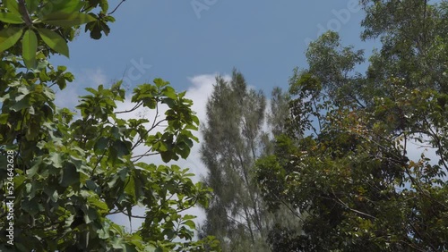 tall trees blown by the wind during the day