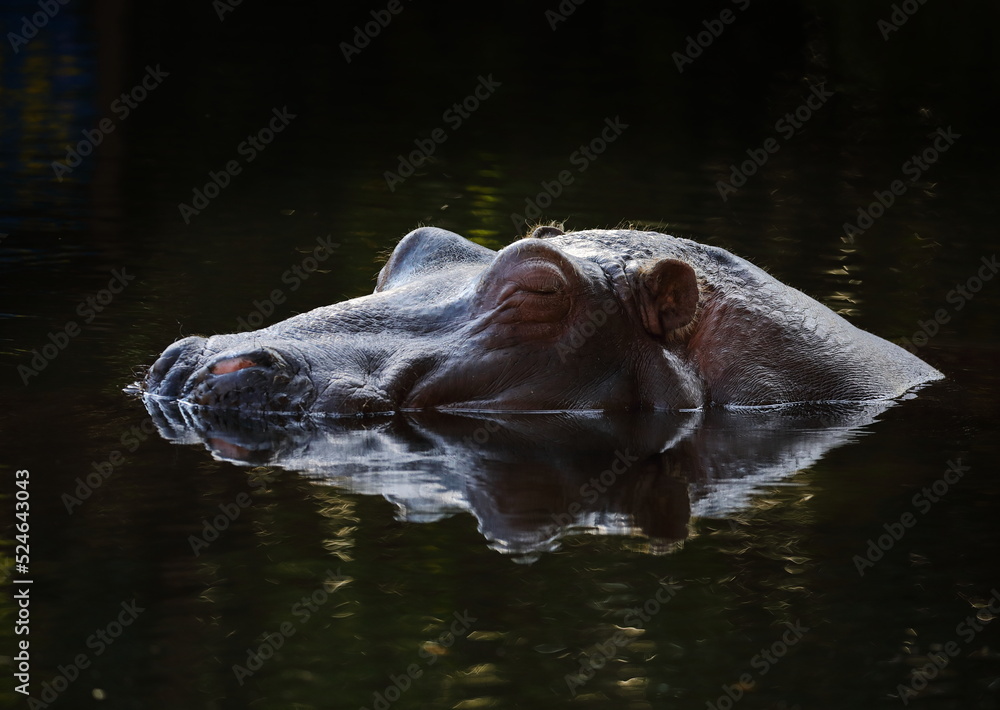 Fototapeta premium 水面から顔を出し眠るカバ