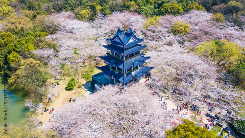 Aerial photography of Yuantouzhu scenic spot with cherry blossoms blooming in Wuxi City, Jiangsu Province, China in spring photo