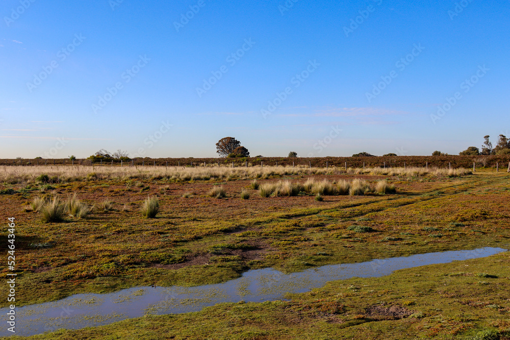 landscape with early morning clear sky over wetlands fields
