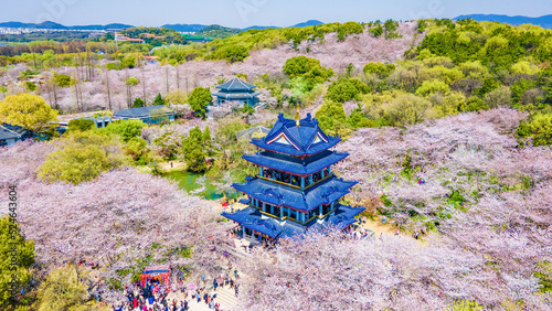 Aerial photography of Yuantouzhu scenic spot with cherry blossoms blooming in Wuxi City, Jiangsu Province, China in spring