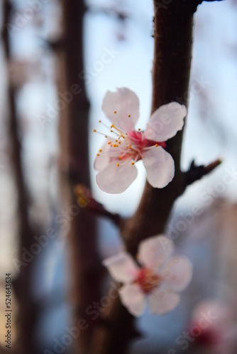 cherry blossom in spring