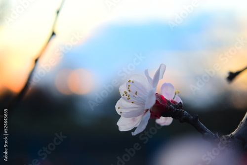 white flower in the sun