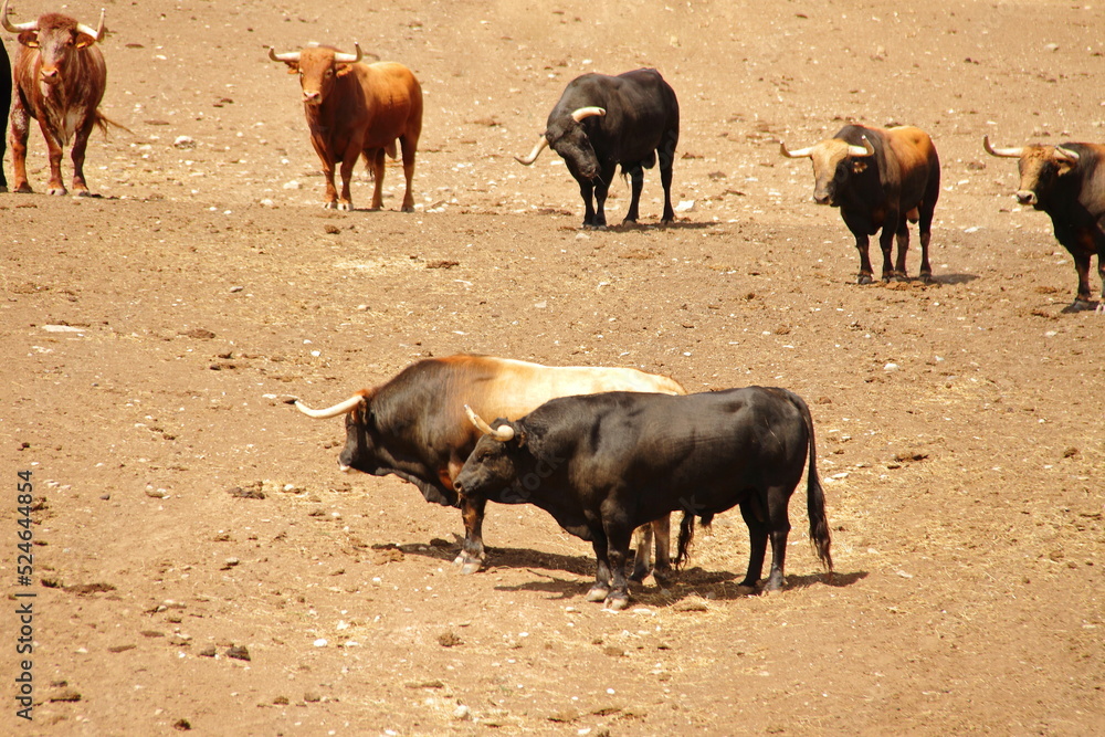 Farm of bulls, ranch style farming Farm of bulls, ranch style farming