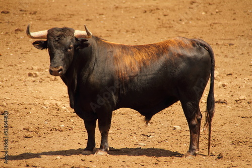 Farm of bulls, ranch style farming