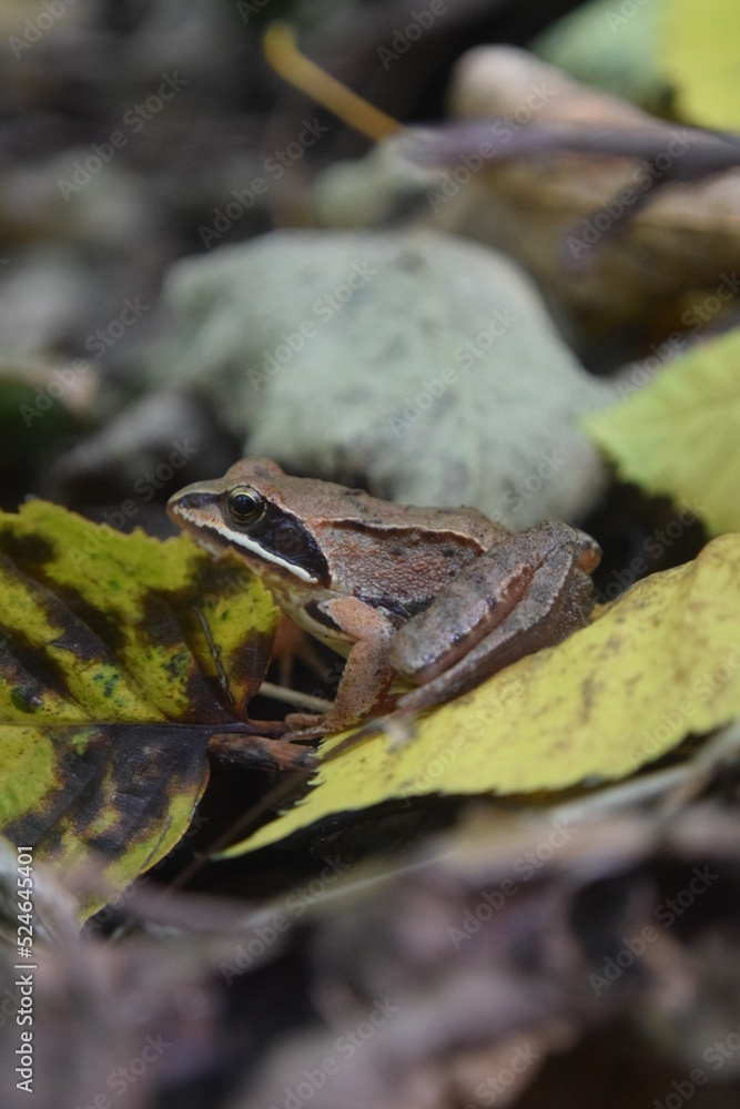 Naklejka premium frog on the leaf