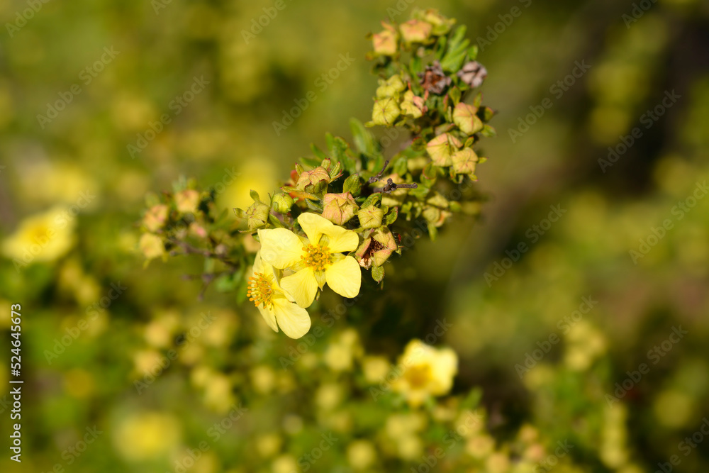 Shrubby Cinquefoil Shrubby Cinquefoil