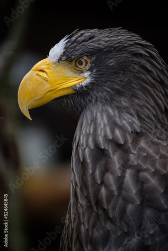 portrait of a eagle