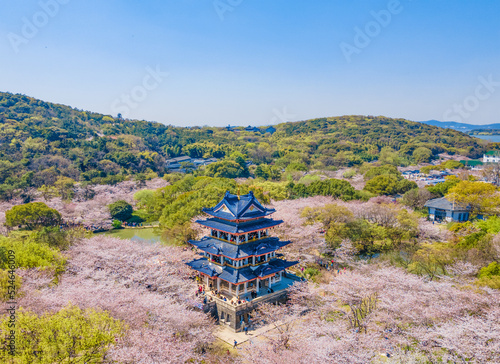 Aerial photography of Yuantouzhu scenic spot with cherry blossoms blooming in Wuxi City, Jiangsu Province, China in spring