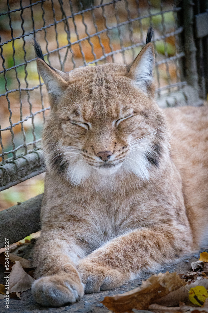 portrait of a lynx portrait of a lynx
