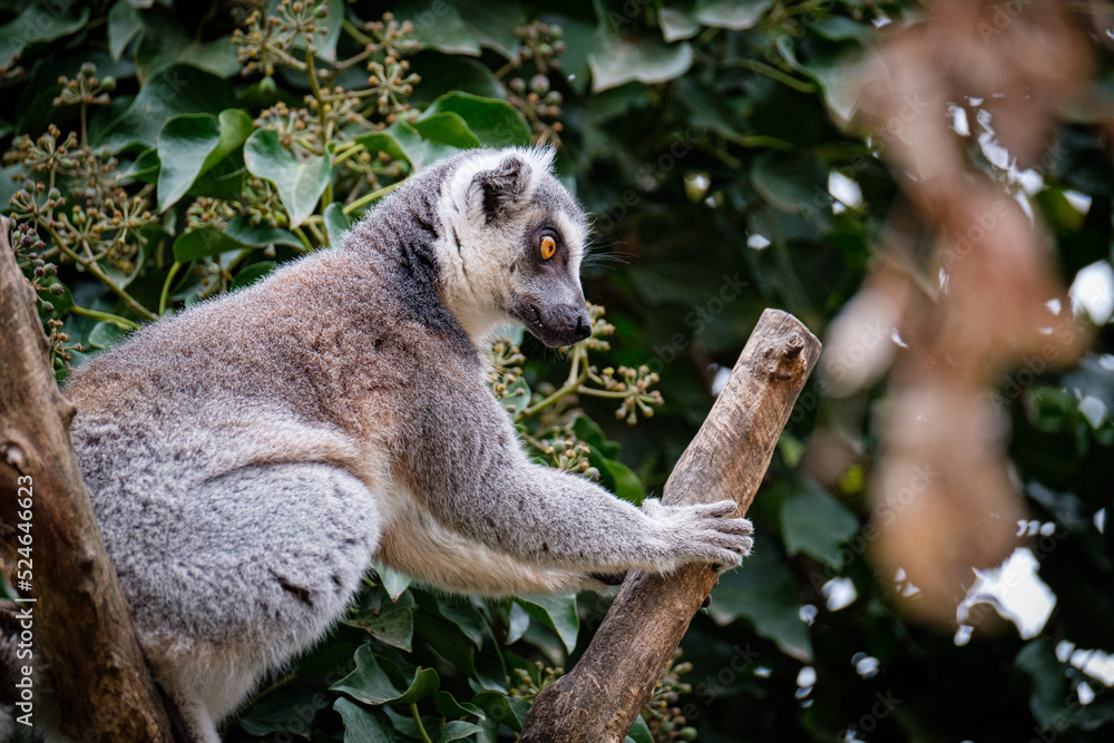 Naklejka premium lemur on tree