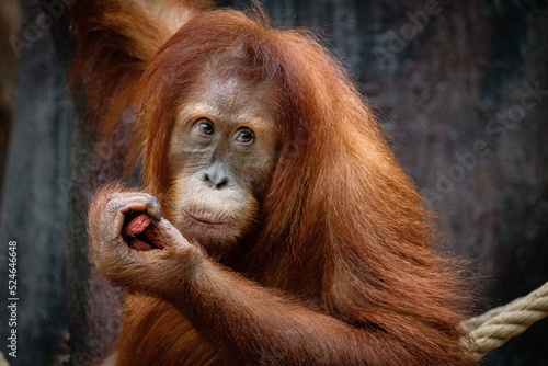 portrait of orangutang