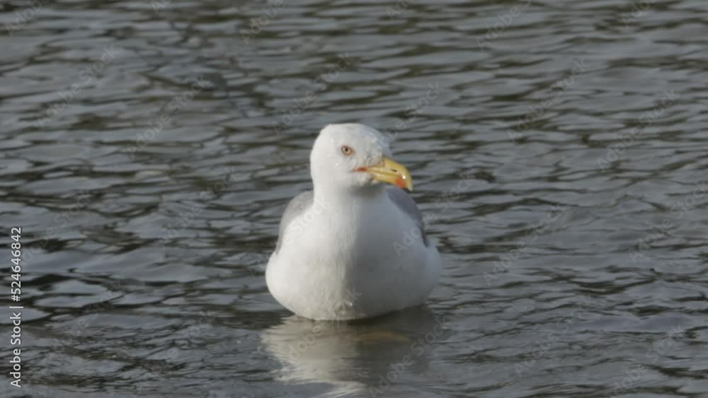 seagull as it floats on the surface of the water and cleans its feathers seagull as it floats on the surface of the water and cleans its feathers