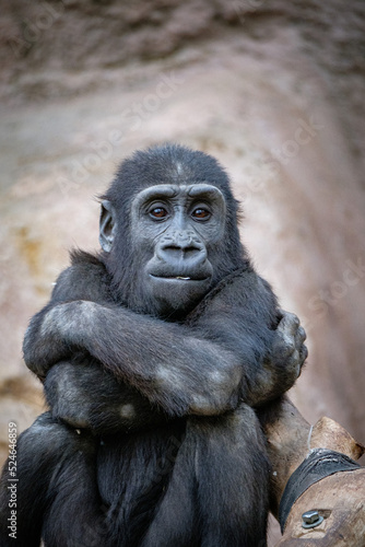 baby gorilla © Jim Barris