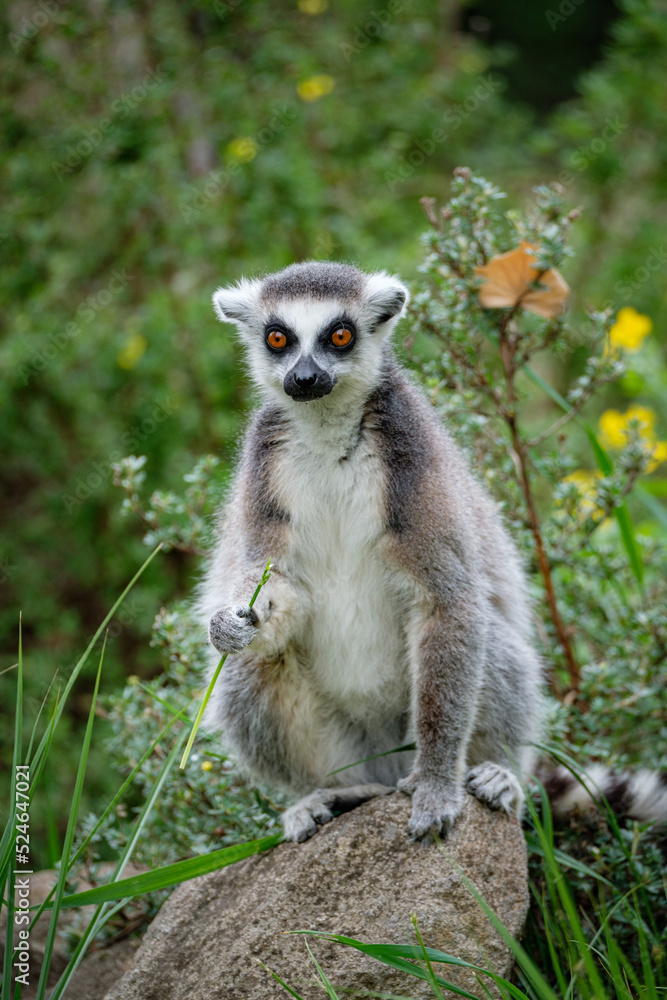 ring tailed lemur catta ring tailed lemur catta