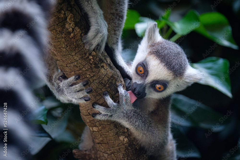 Fototapeta premium baby lemur on tree
