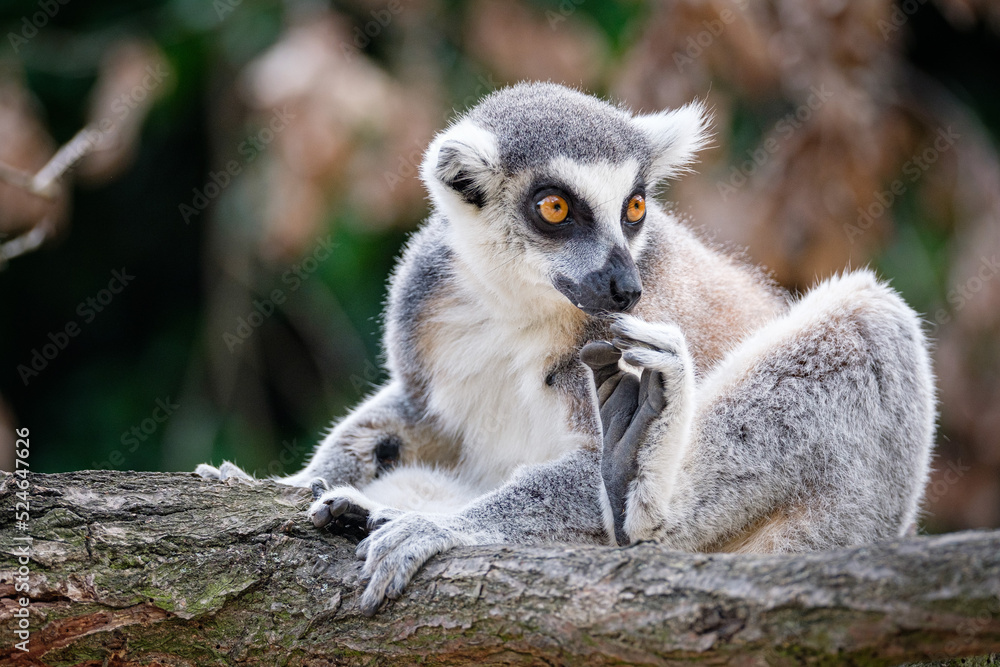 Fototapeta premium ring tailed lemur