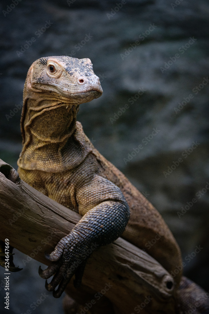 iguana on the tree iguana on the tree