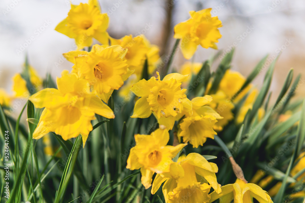 yellow daffodils on lawn in garden front horizontal