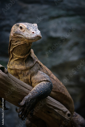 iguana on the tree © Jim Barris