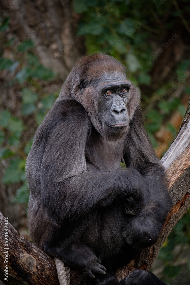 gorilla portrait