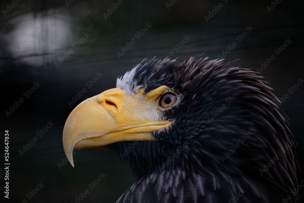 Obraz premium american bald eagle
