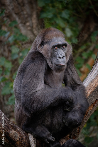 gorilla portrait © Jim Barris