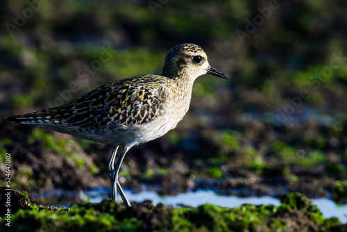 Pacific golden plover on the beach. Pluvialis fulva. Bird texture. Natural background. Beautiful background. Nature design.