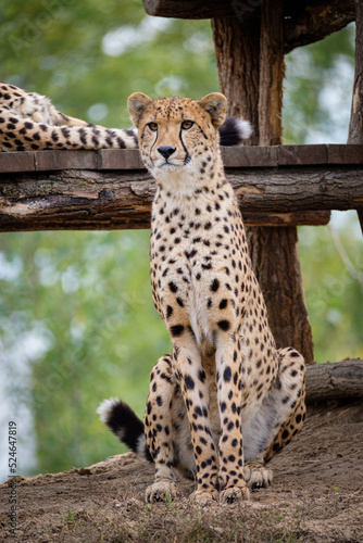 portrait of a cheetah