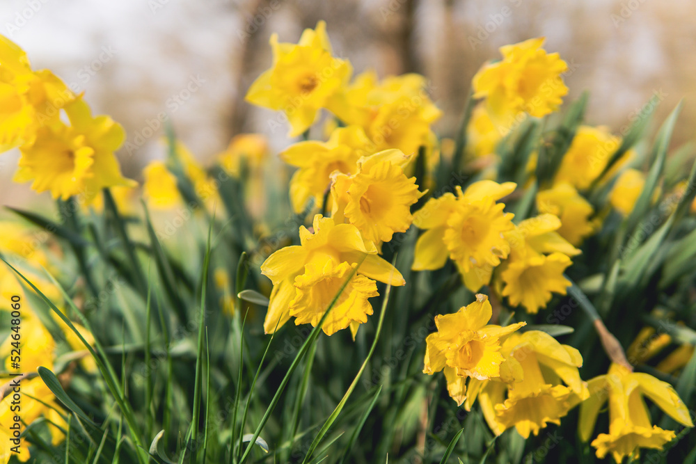 Obraz premium yellow daffodils wild on meadow in garden front closeup