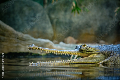 gharial, reptile, crocodile