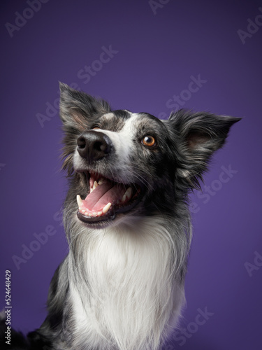 funny dog on purple background. Border collie with crooked muzzle, wide angle, emotion © annaav