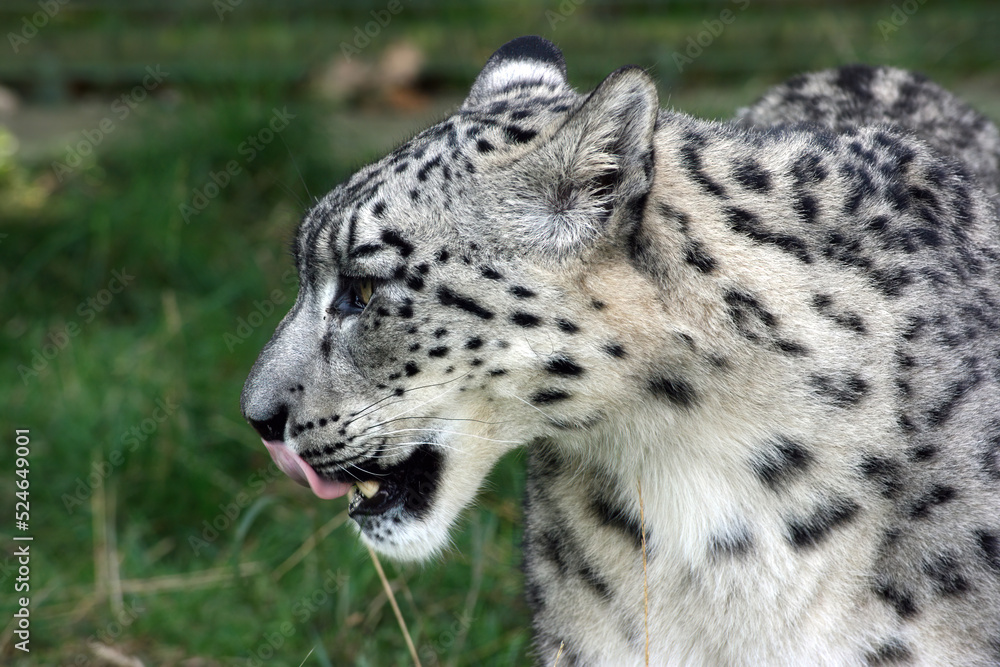 Naklejka premium Profile of a Snow Leopard, England 