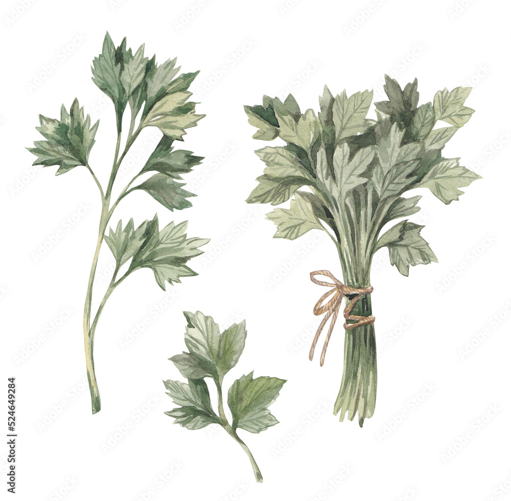 Fototapeta premium Parsley hand-drawn. Watercolor sketch on a white background. Parsley bunch, single parsley leaf