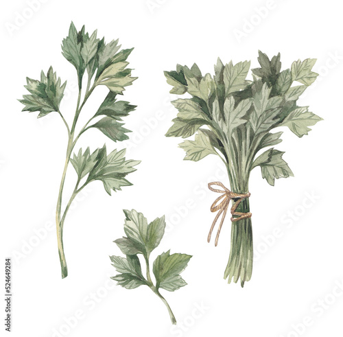 Parsley hand-drawn. Watercolor sketch on a white background. Parsley bunch  single parsley leaf