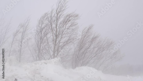 Snowstorm. Strong gusts of wind with snow cover the road.
