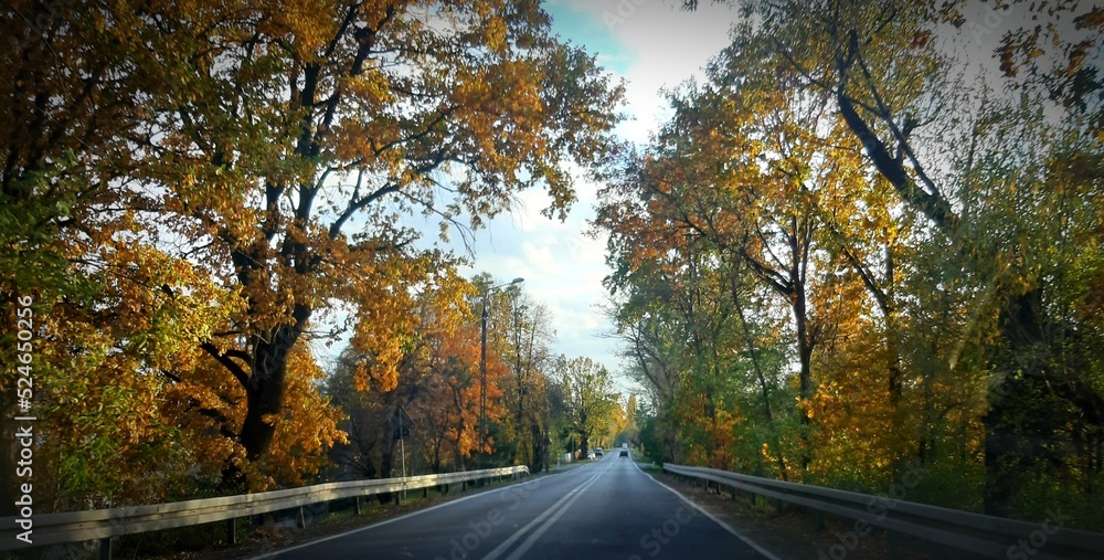 Obraz premium road in autumn