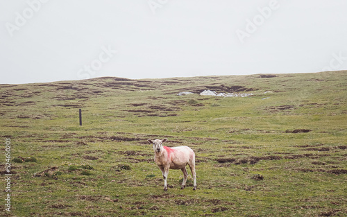 Erris Head. County Mayo, Ireland.A lone sheep stands on a boggy marshland in Erris Head with views of the rugged landscape beyond. The image depicts a cold and misty day in County Mayo.