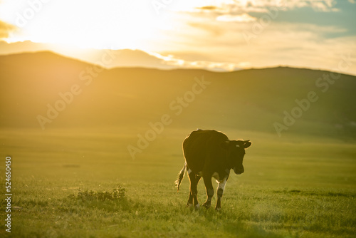 cows in the field with sunset in Mongolia