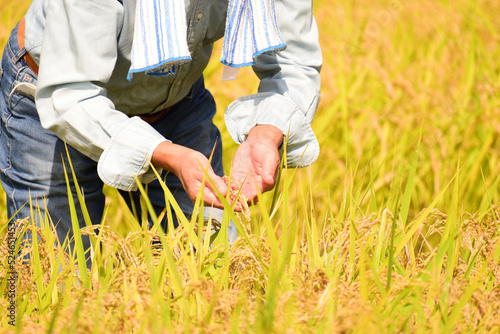 米作り　稲穂　田園　米　収穫時期　労働