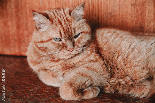Fine portrait of a red cat on a table.