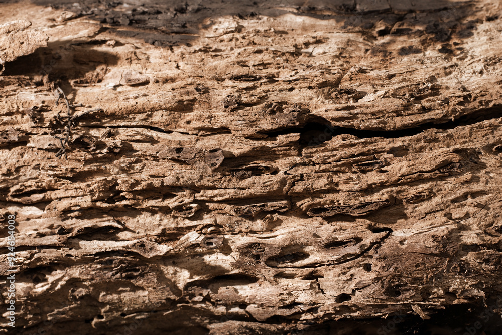 Fototapeta premium Wooden beautiful texture, selective focus, old tree texture without bark, close, old tree background
