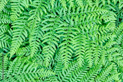 Densely growing wild forest fern full frame, texture for background.