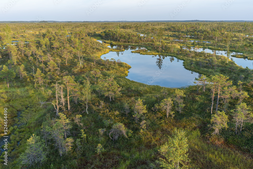 Swamp in Kemeri National Park in Jurmala. Swamp in Kemeri National Park in Jurmala.