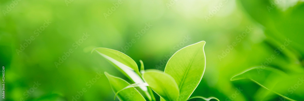 close-up green leaves with blur green backgroun in nature close-up green leaves with blur green backgroun in nature