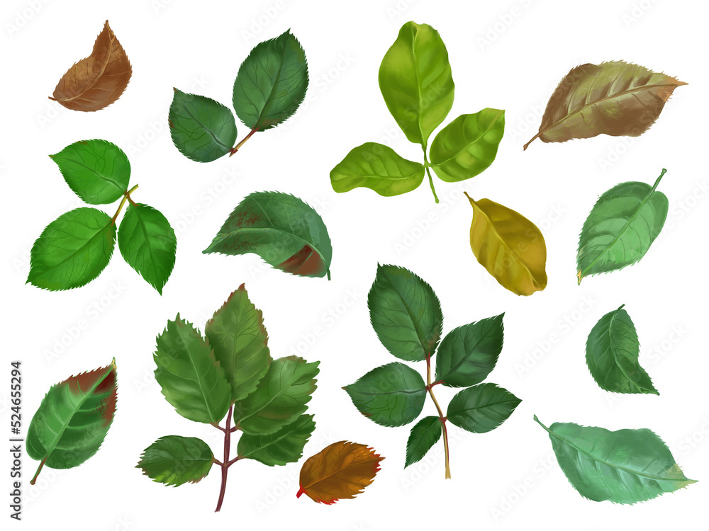 Digital set with colorful  rose leaves. White background. PNG.