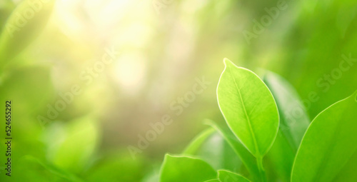 close-up  green leaves with blur green backgroun in nature