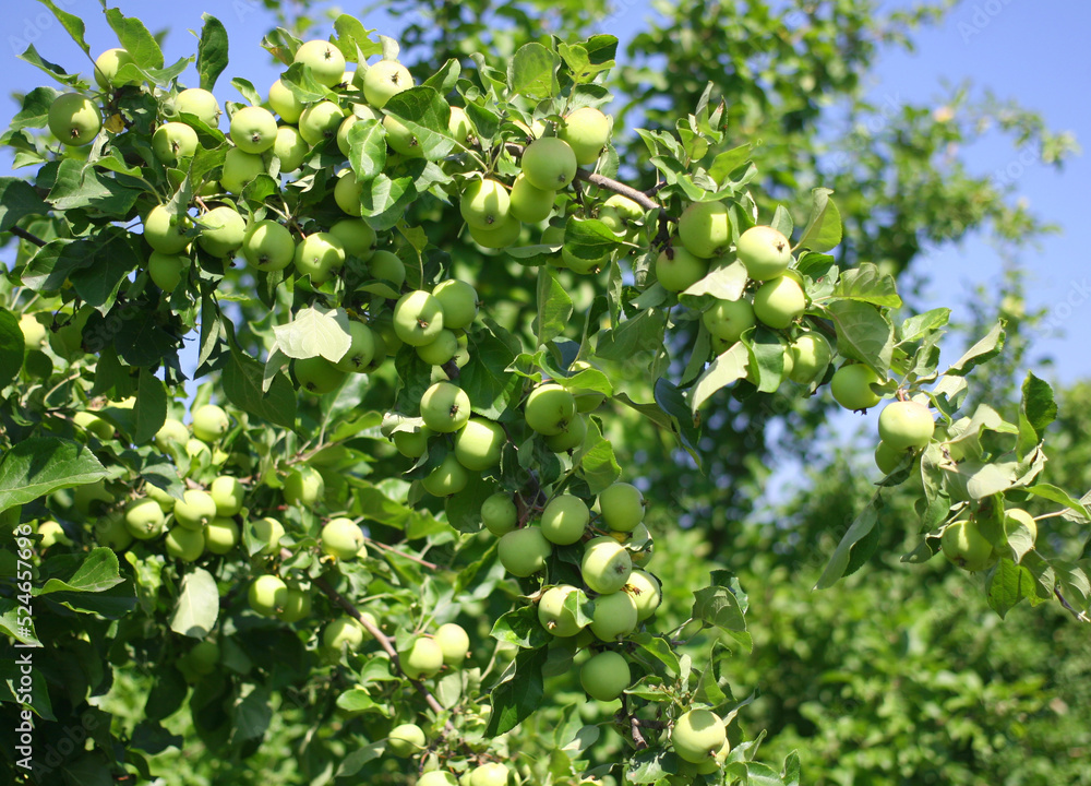 apple tree branch with green apples. Autumn harvest on a sunny day apple tree branch with green apples. Autumn harvest on a sunny day